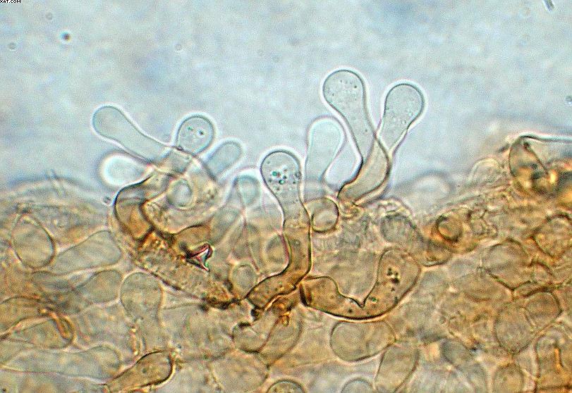 Simocybe haustellaris   ( Fr. )   Watling